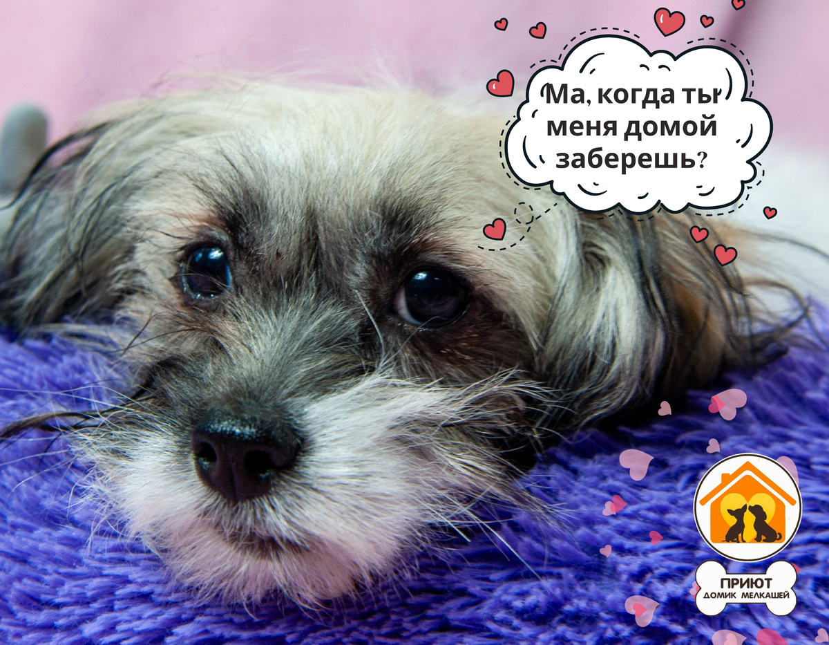 Собачка ищет дом! Приют домик мелкашей