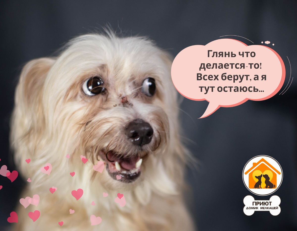 Собачки ищут дом! Приют домик мелкашей