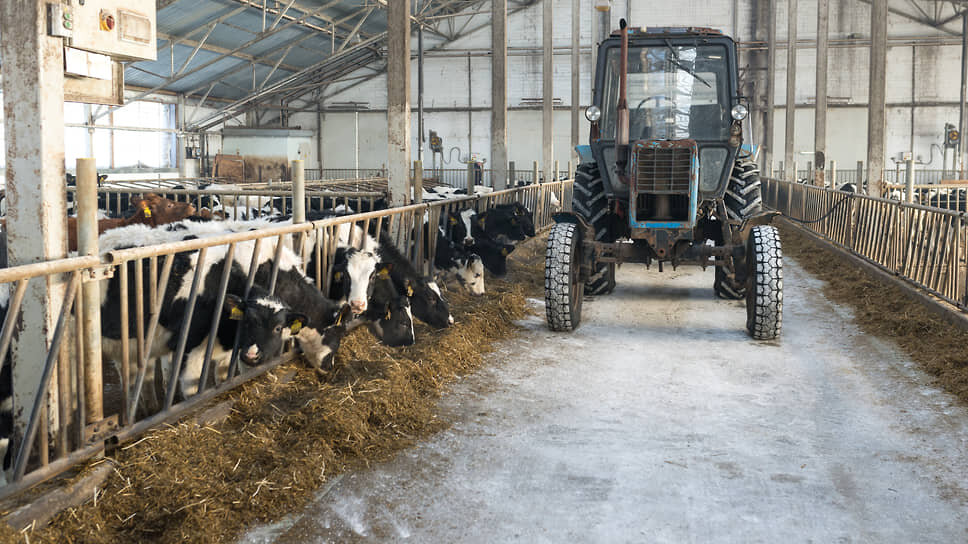 Банк направит на развитие молочной отрасли Татарстана 7 млрд рублей.📷Фото: Олег Харсеев / Коммерсантъ