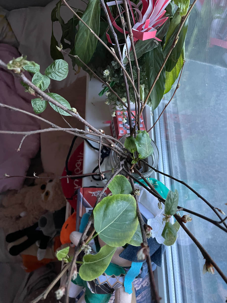 У дочери на окне ветки, которые она наломала еще в первой декаде марта уже корни пустили и листья расправили. А у меня на столе все засохло через 10 дней 😄😄 интересно, дело в энергетике?))) Или просто случайность?)))