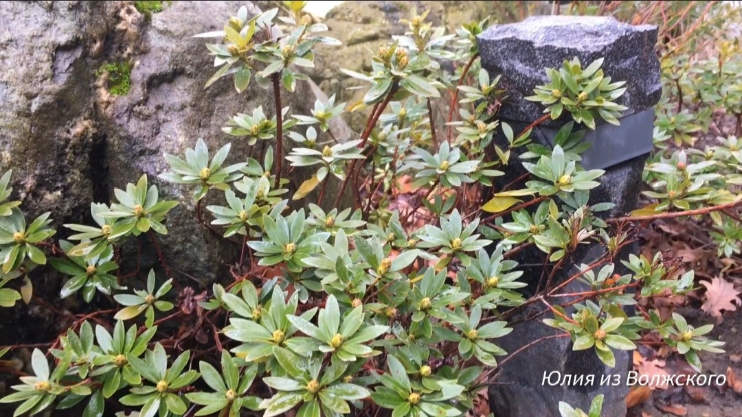 24 января 2025 года:)