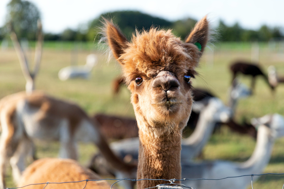 Как можно не любить этих милых животных?