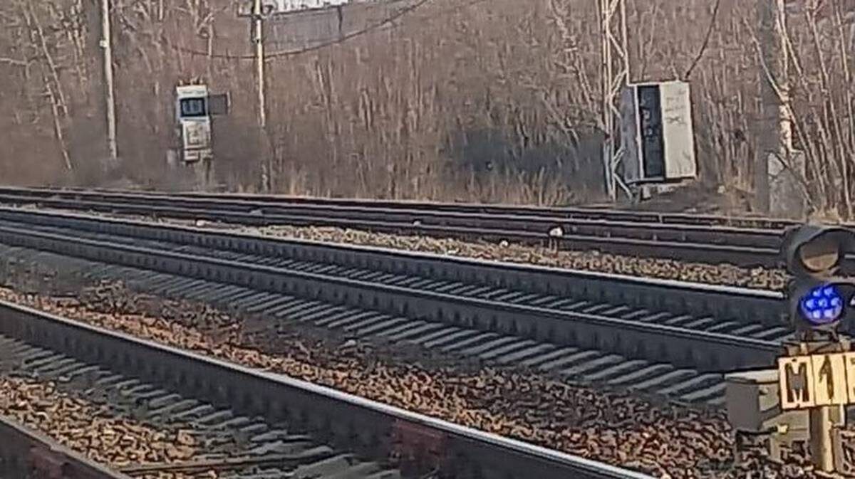    Фото: Telegram / Западное МСУ на транспорте СК России