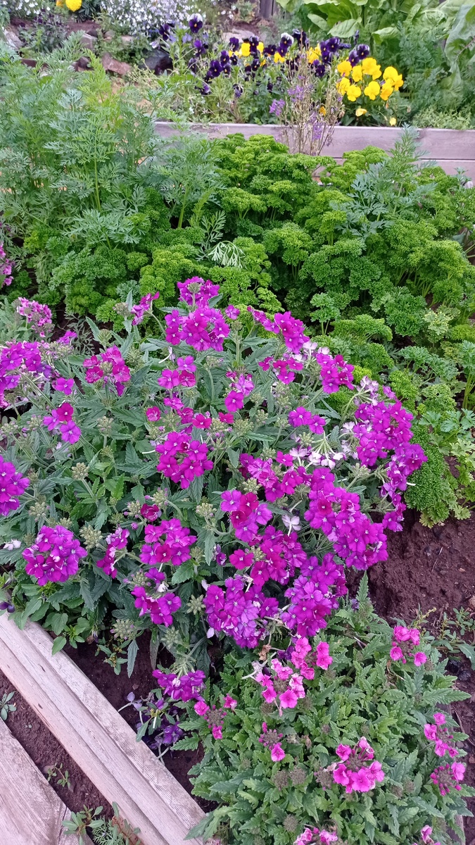 Петрушка кудрявая по декоративности нисколько не уступает вербене. Они дополняют друг друга.