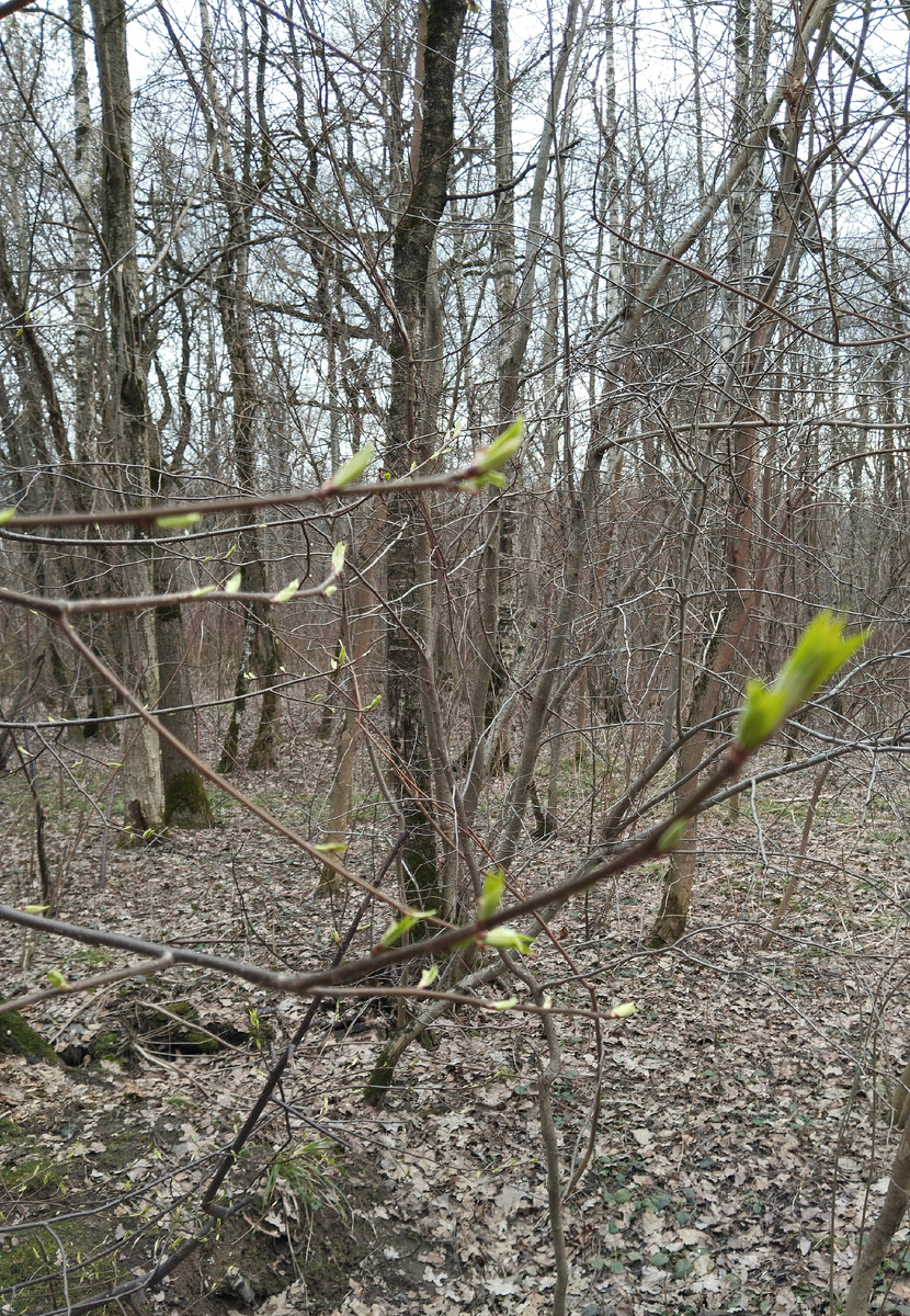 Весна в Лианозово. 30.03.2025 г, воскресенье.