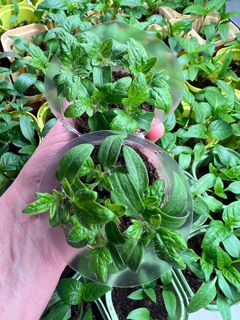 Как полить всходы,  если грунт пересушен. Я из опрыскивателя,  несколько пшыков,  очень аккуратно. Что переувлажнение, что пересушенный грунт одинаково плохо для всходов.
