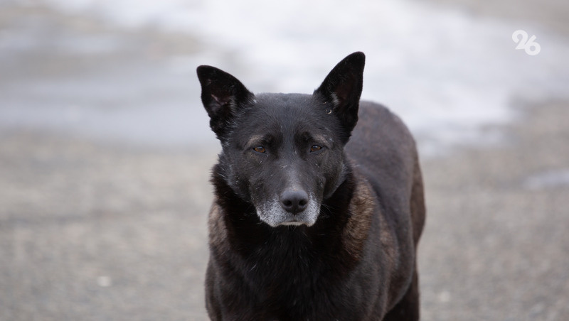      Фото: Валерия Алтухова / / ИА «Победа26»