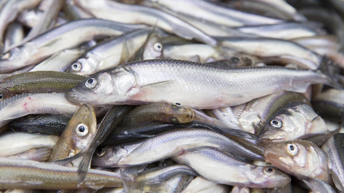    Фото: Aleksey Smyshlyaev/globallookpress.com