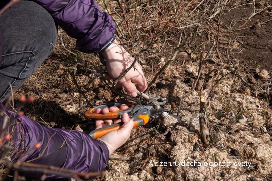 Обрезка голубики рано весной.