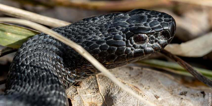    "Грибы и Грибники" "ВКонтакте" / Антон Кубышкин