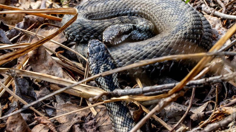    "Грибы и Грибники" "ВКонтакте" / Антон Кубышкин