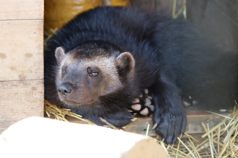 Росомаха Бира