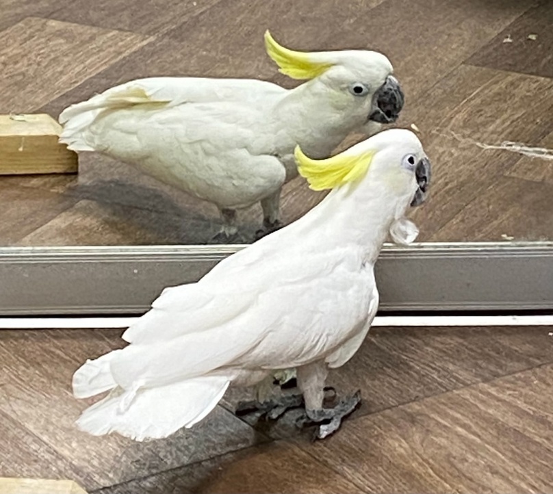 Какаду Жора