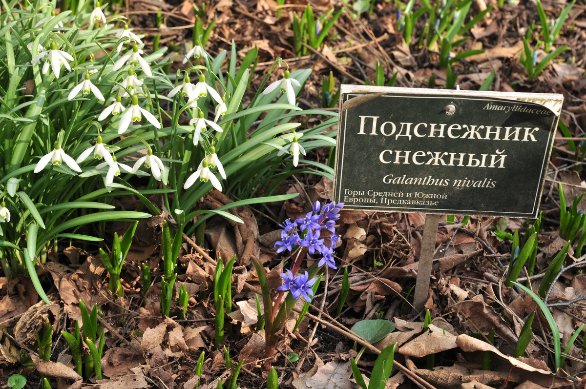 Это подснежник снежный. Еще в саду встречается подснежник Воронова