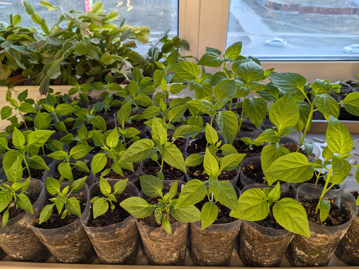 Перцы сегодня