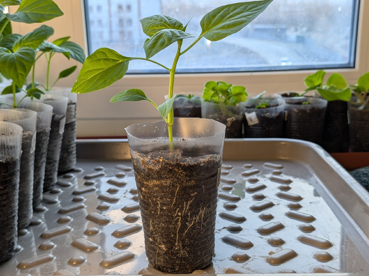 "Калифорнийское чудо" и обувной поддон