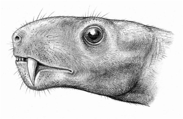 Нотогомфодон. Портретная реконструкция.