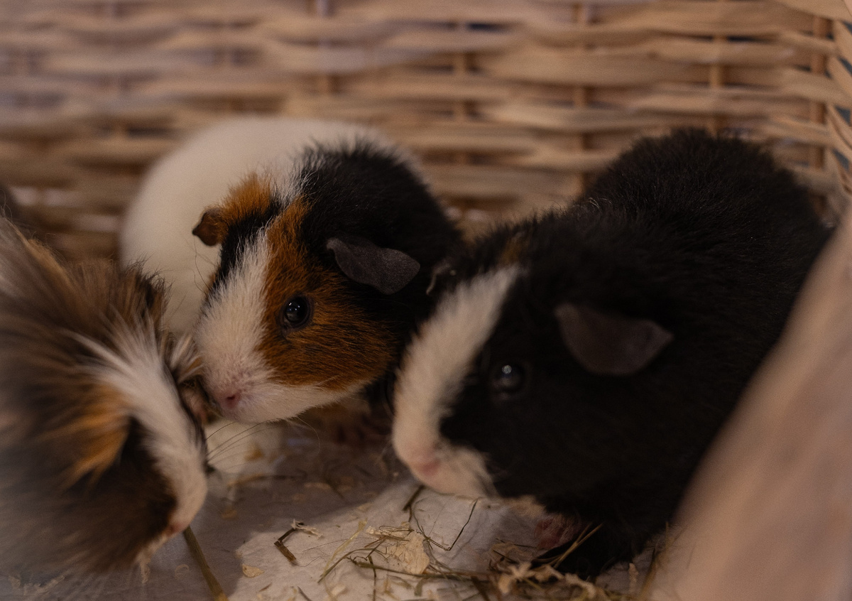 Давайте будем знакомиться с нашим уютным зоопарком!