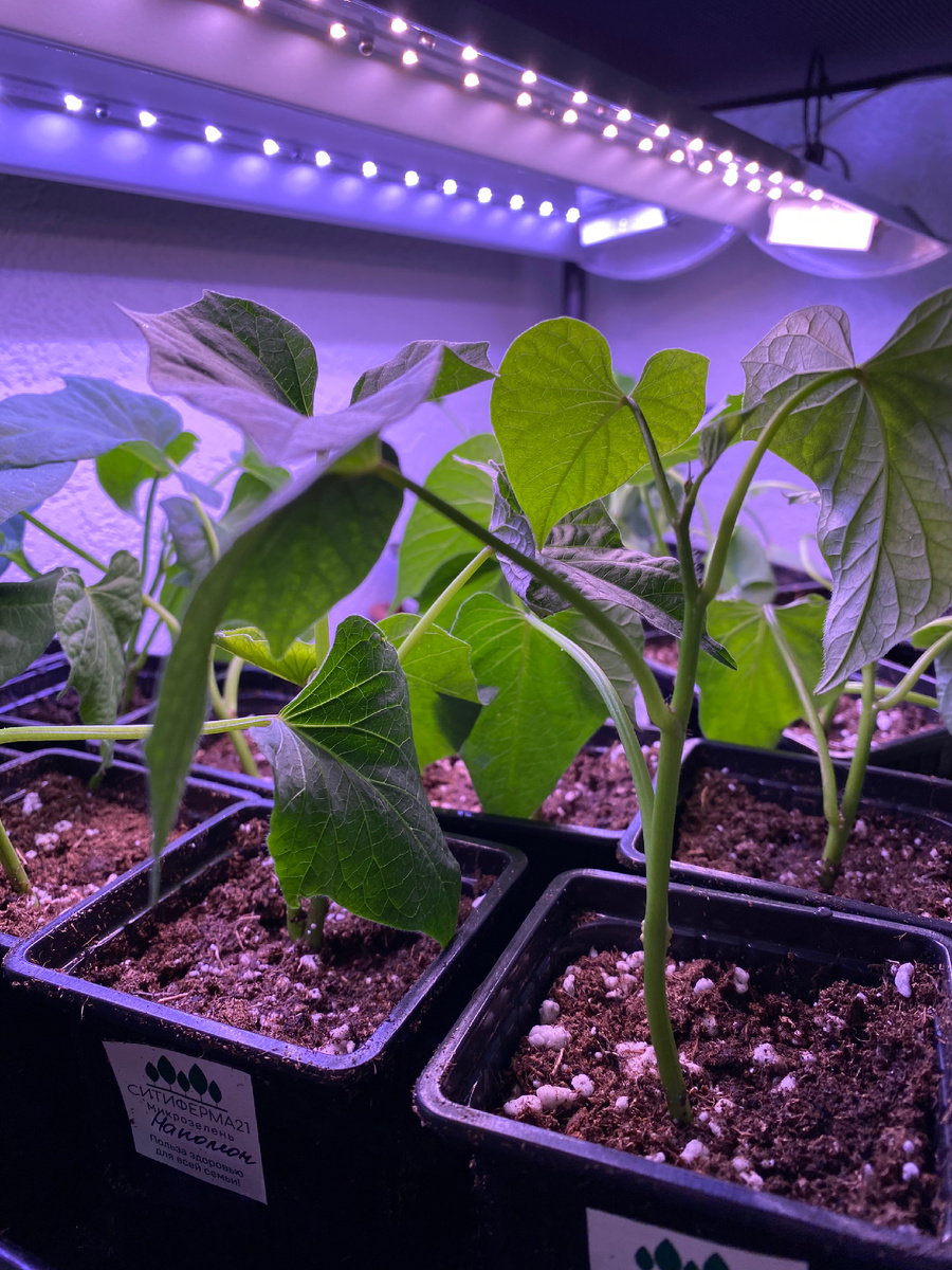 Черенки батата 