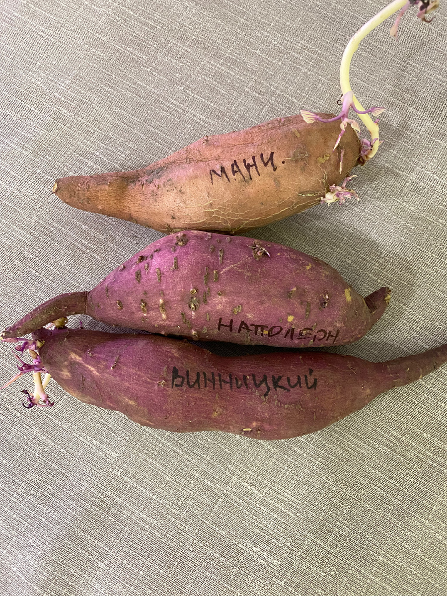 Батат - он же сладкий картофель