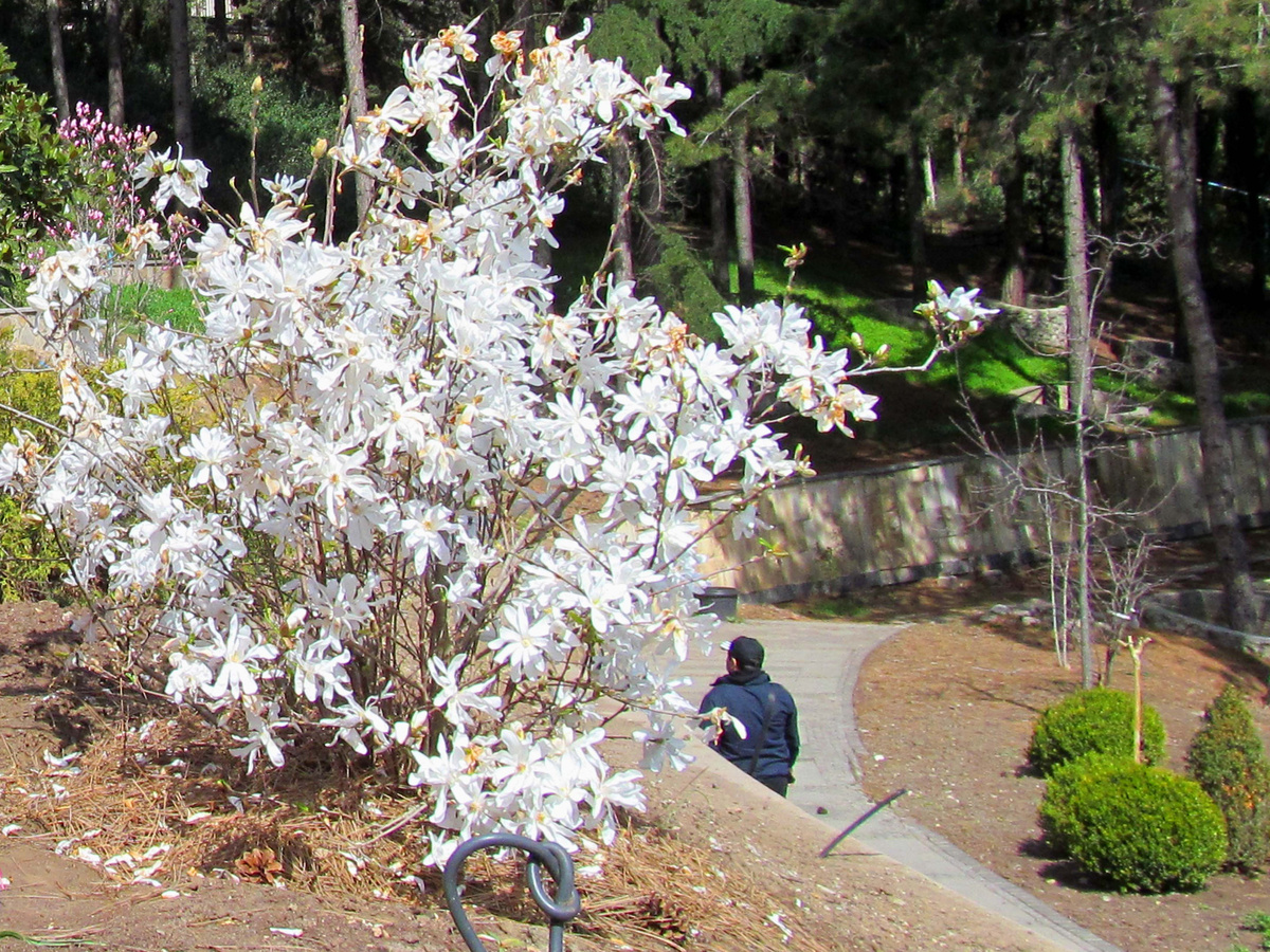 Звёздчатая магнолия. 3 апреля 2016 год. Партенит, парк Айвазовское.