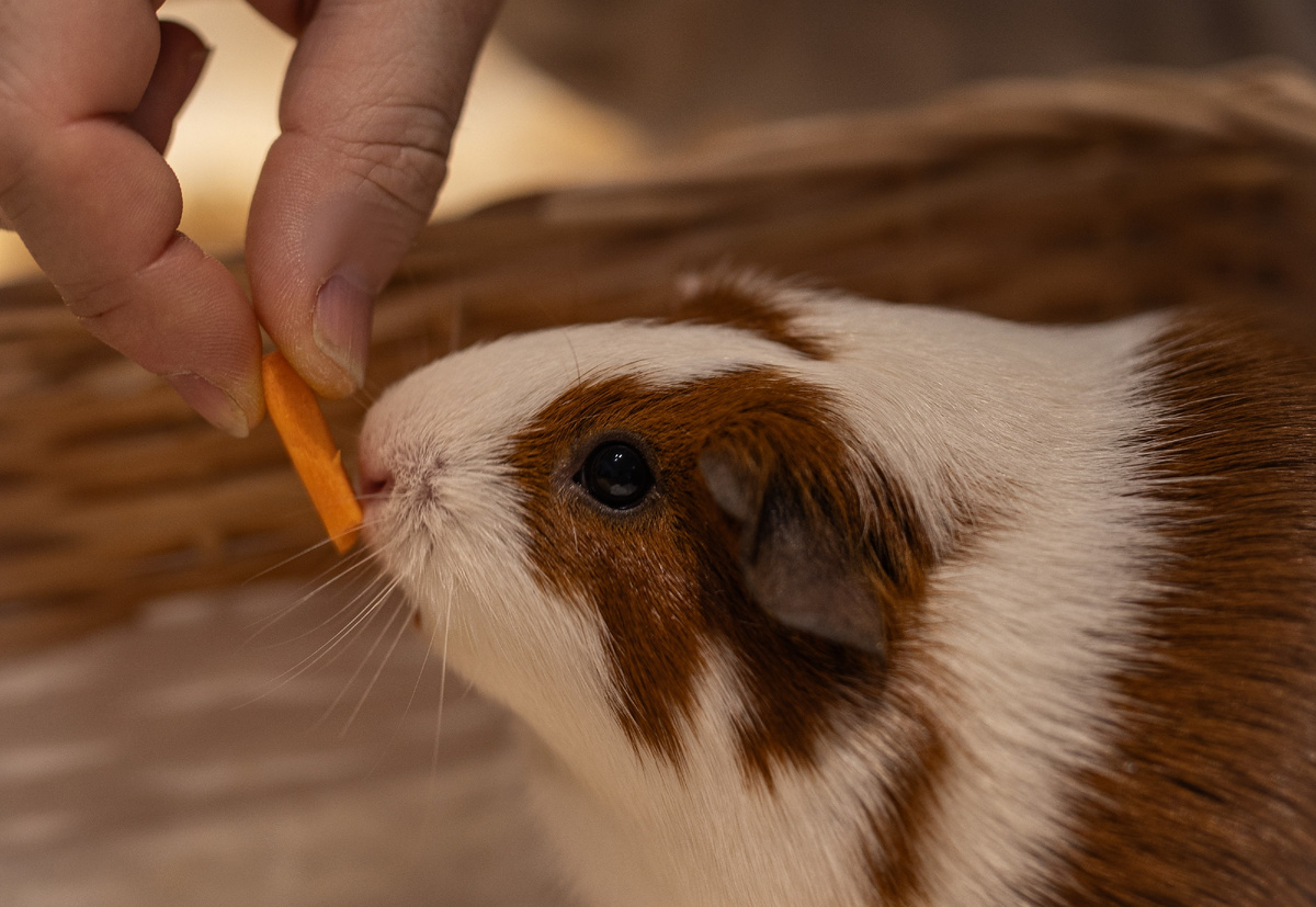 Наша активная Бритни очень любит морковку