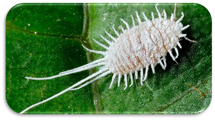 Рисунок 1 – Мучнистый червец.