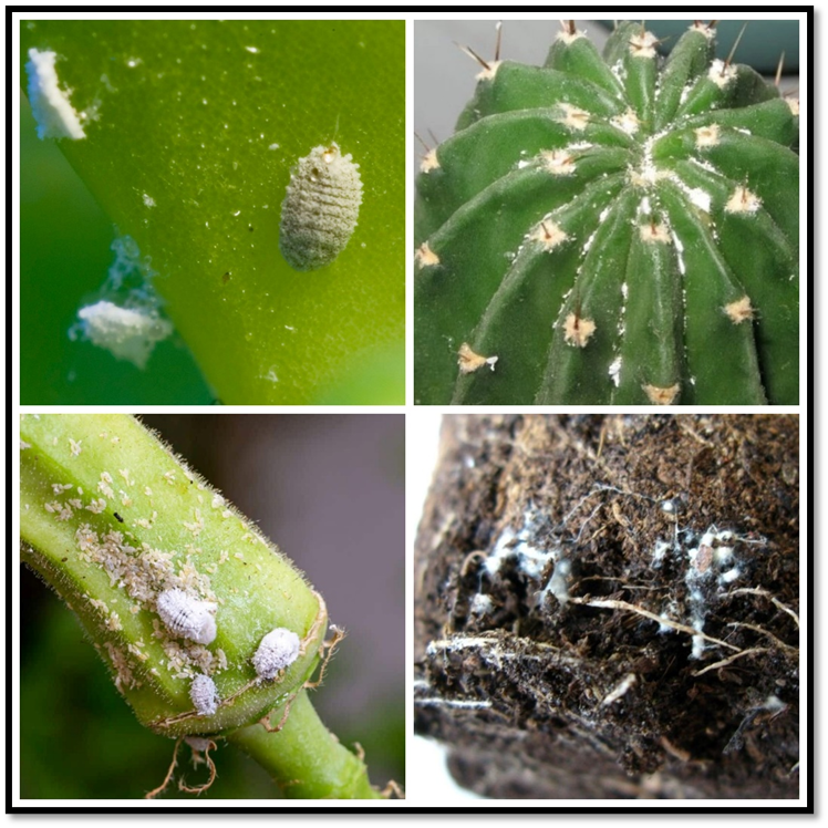 Рисунок 2 – Признаки поражения. 