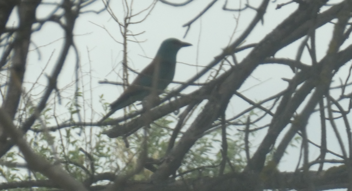 сизоворонка