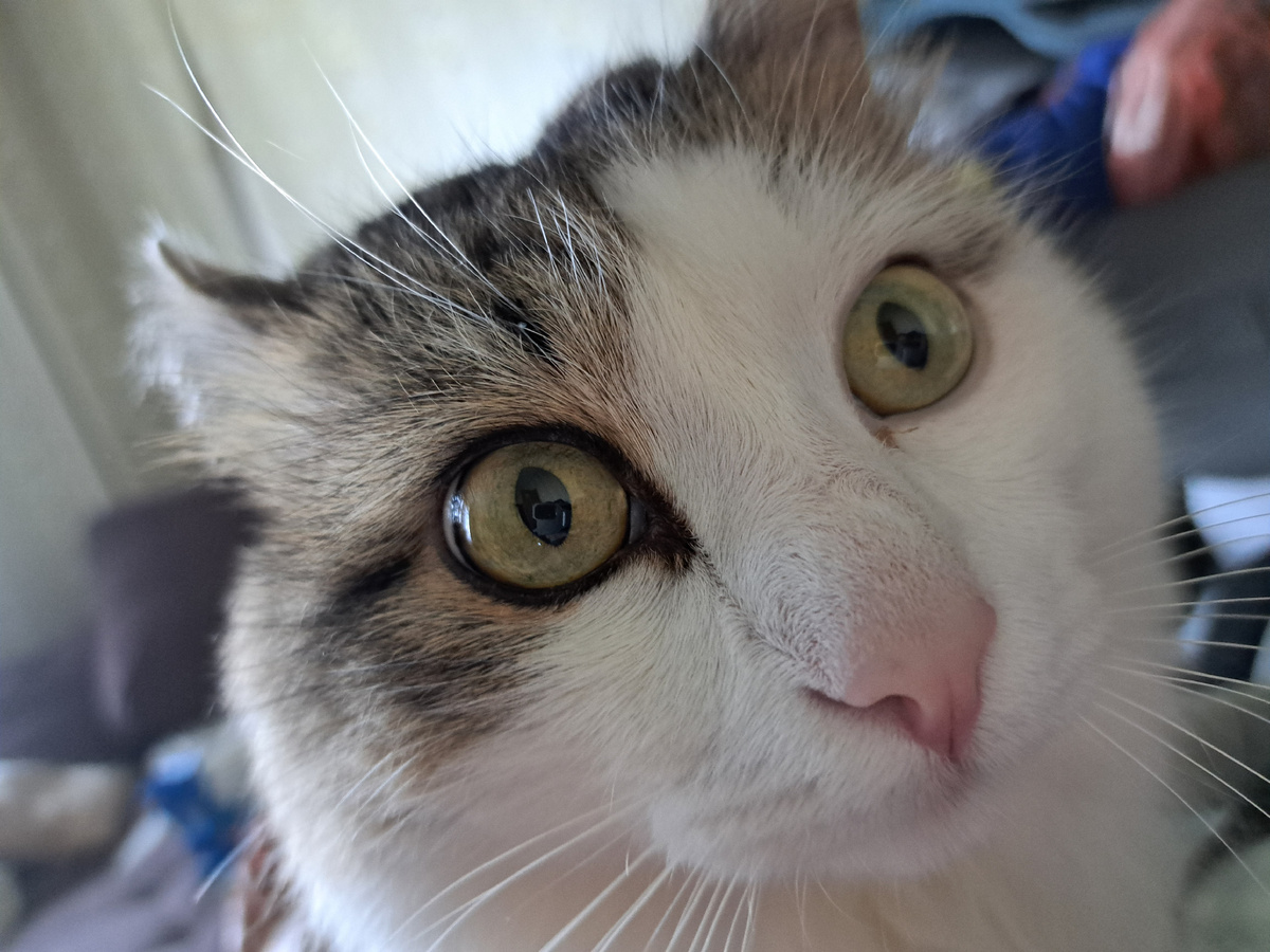 Мой кот Шурик