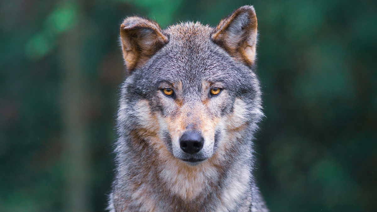 Willy Mobilo / Getty Images