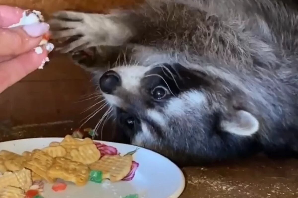    Енота Семёна разыскивают в Пскове