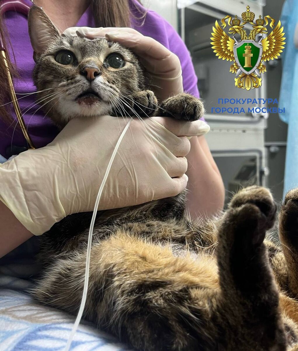 Прокуратура Москвы/Telegram