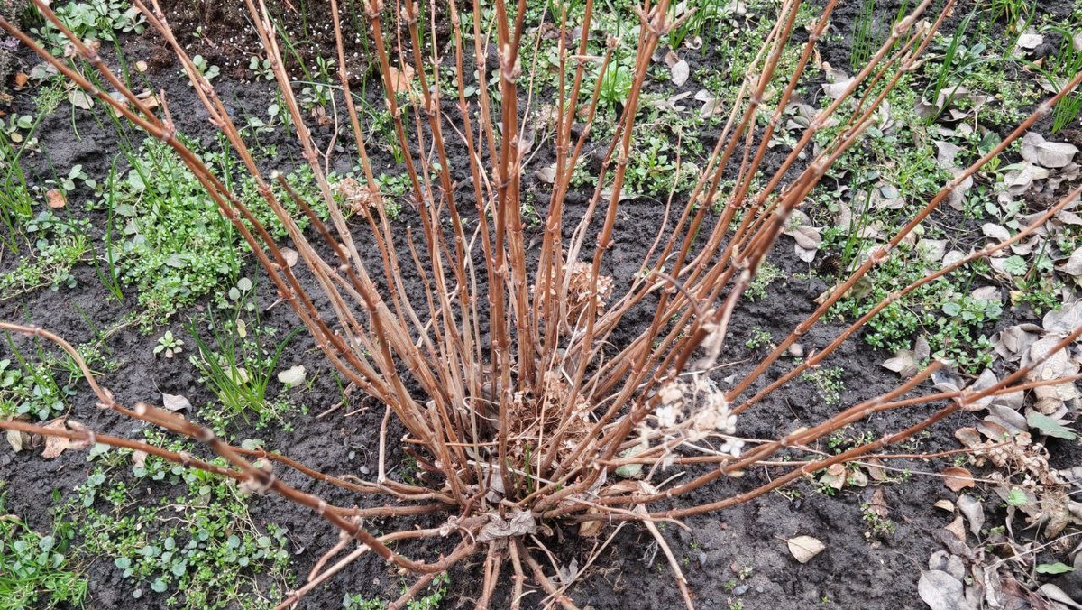 До обрезки_гортензия древовидная_сорт Кэндибель Маршмеллоу