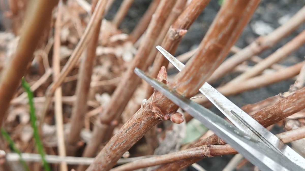 Обрезка гортензии весной