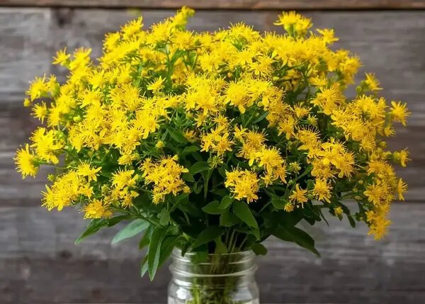   Зверобой или гиперикум. AzaliaNow Мария Казённова