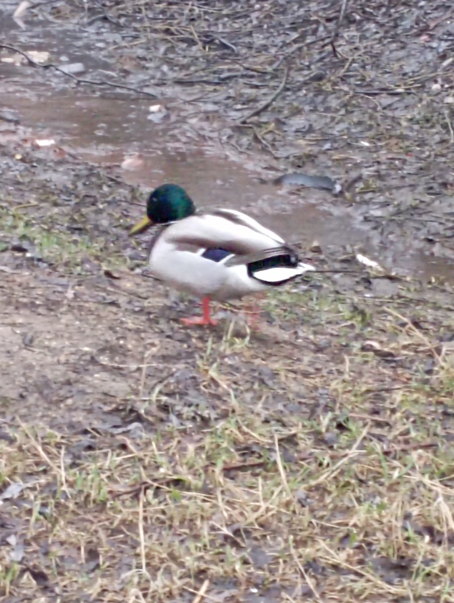 Фото автора. 