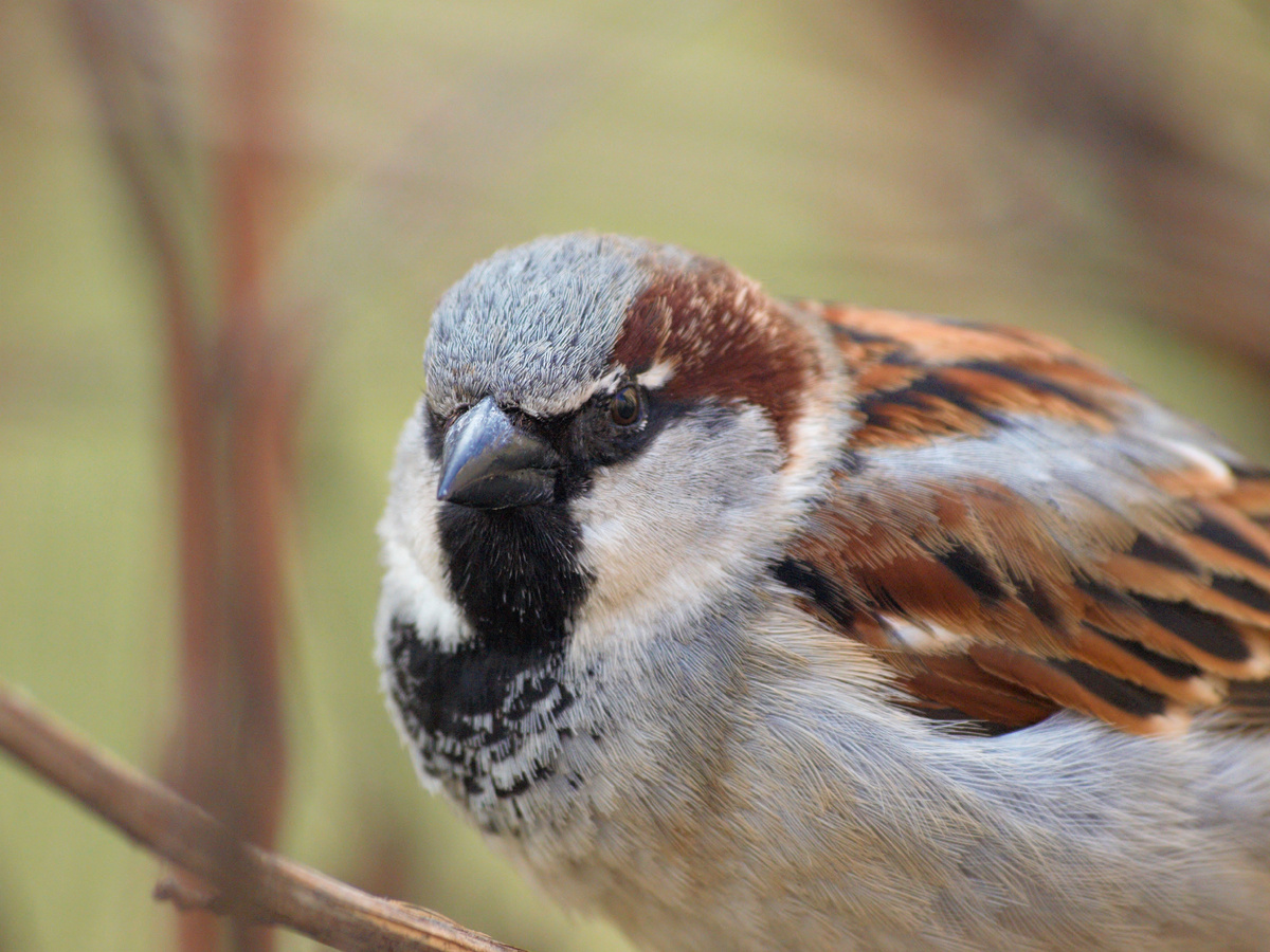 Домовый воробей