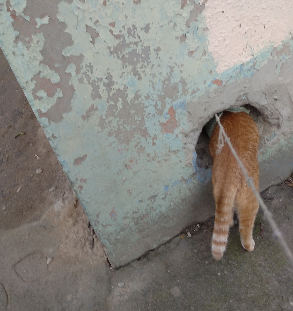 личное  фото