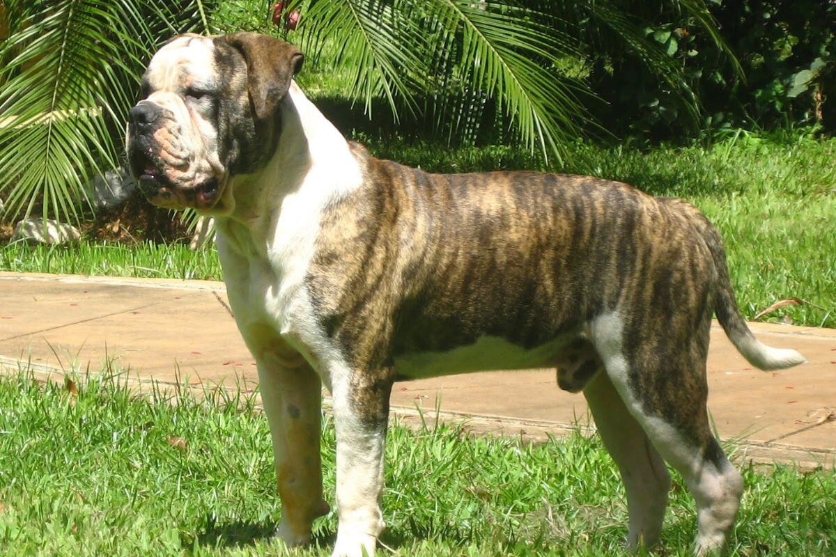 Бульдог кампейро или бразильский бульдог – одна из списка «опасных пород» собак в РФ