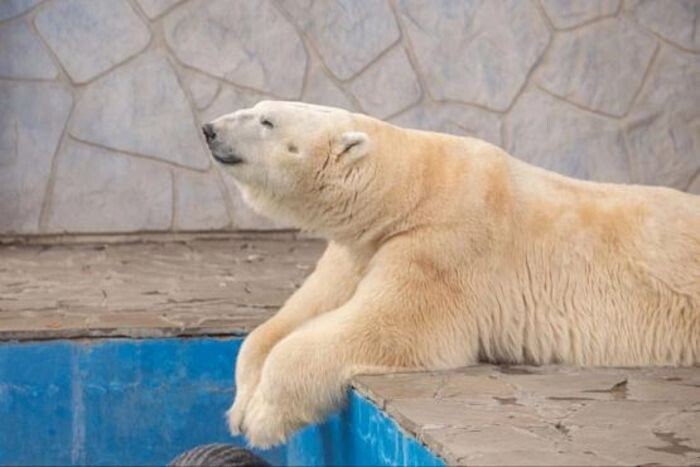 Источник фото: Ростовский зоопарк