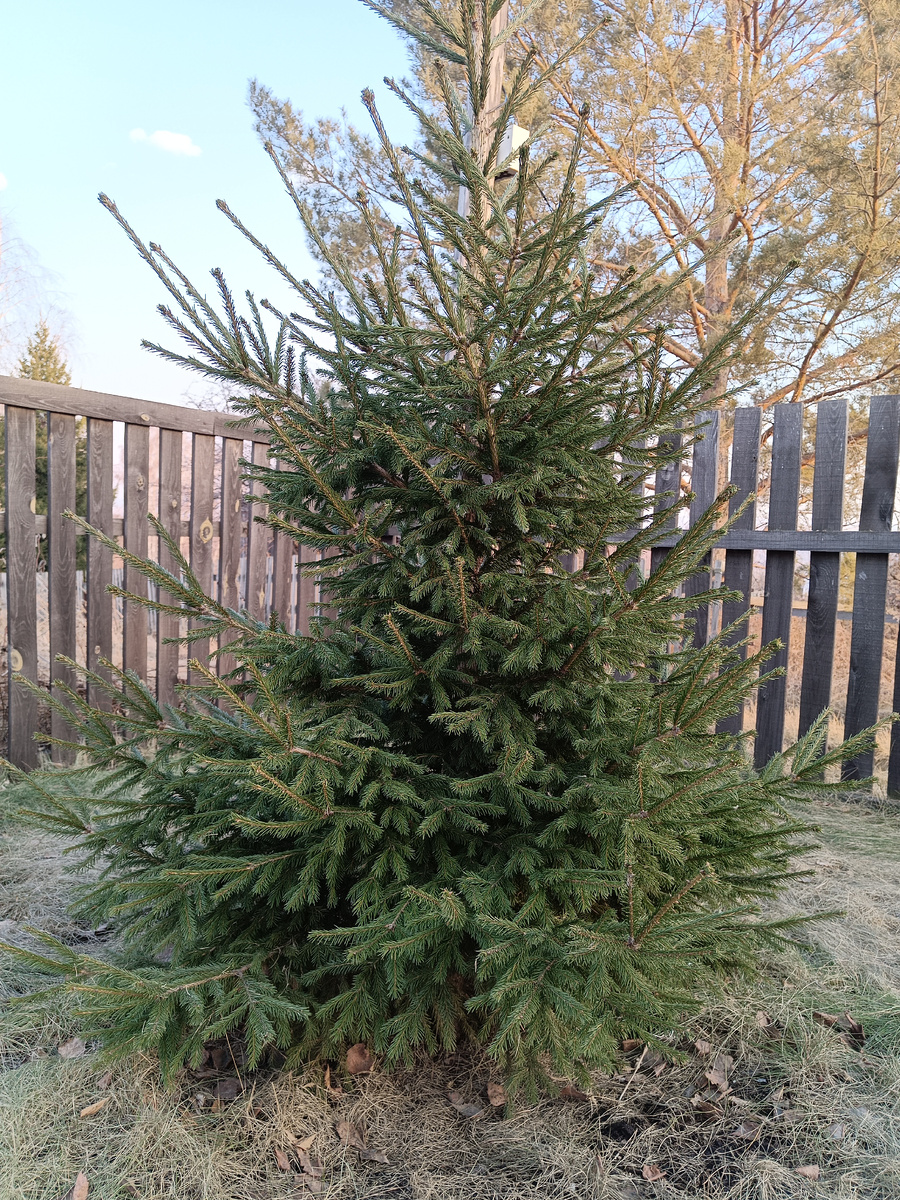 Хвойные всегда хороши 