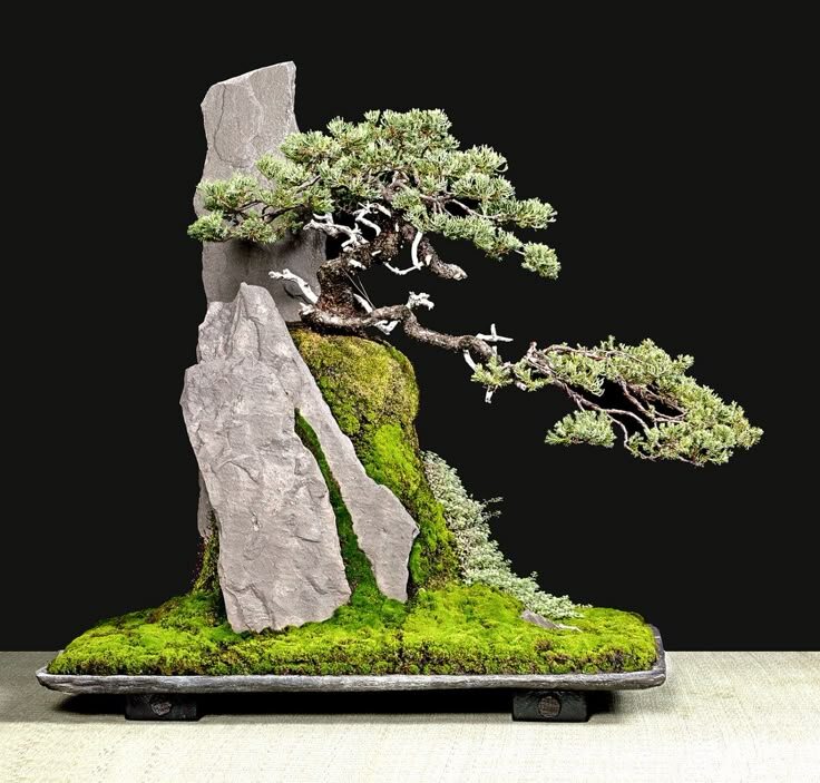 Бонсай на скале