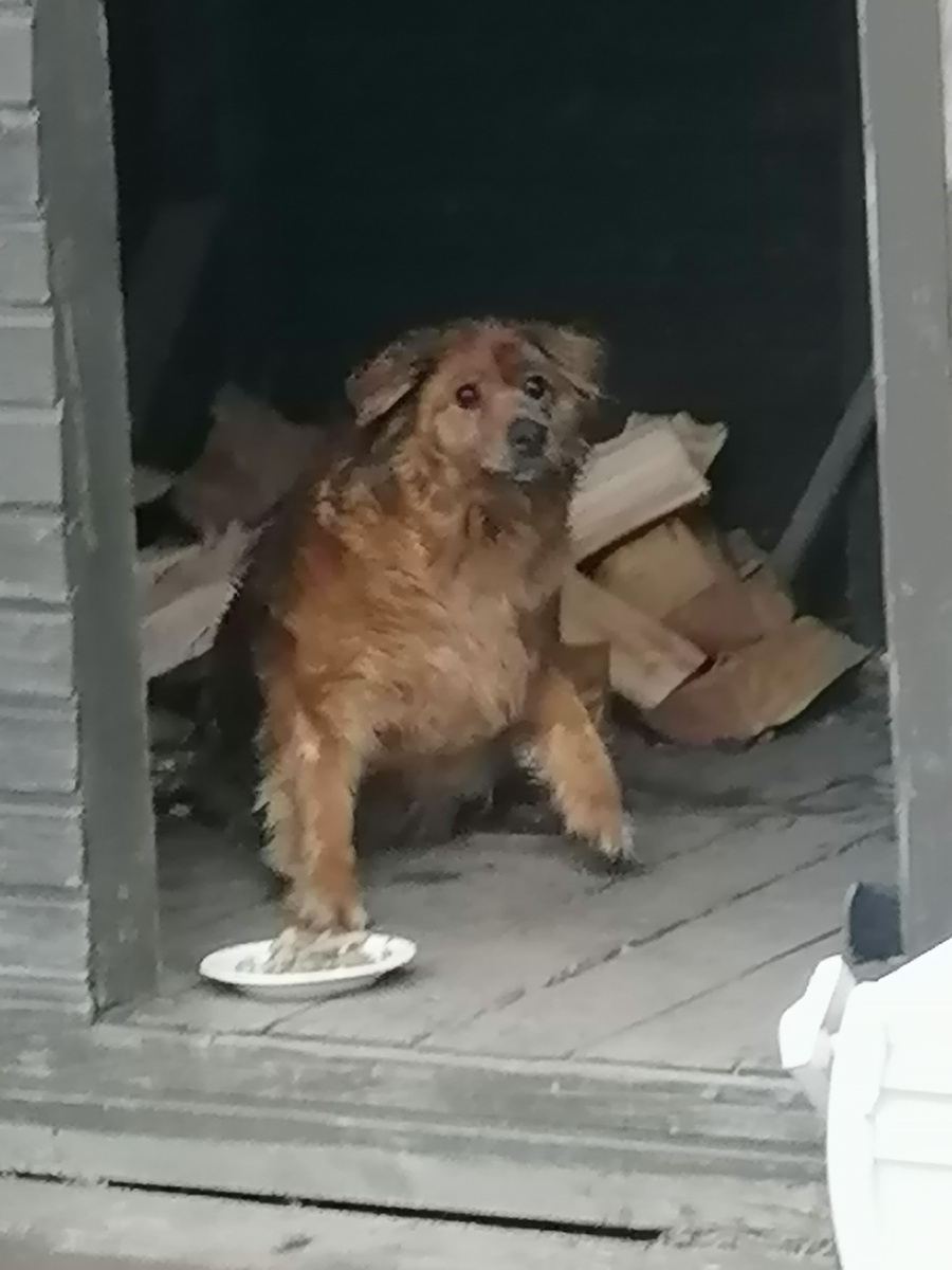 Герда в дровнике. Но как только я подхожу - она вскакивает, словно я её буду выгонять. Эх, прошлое...