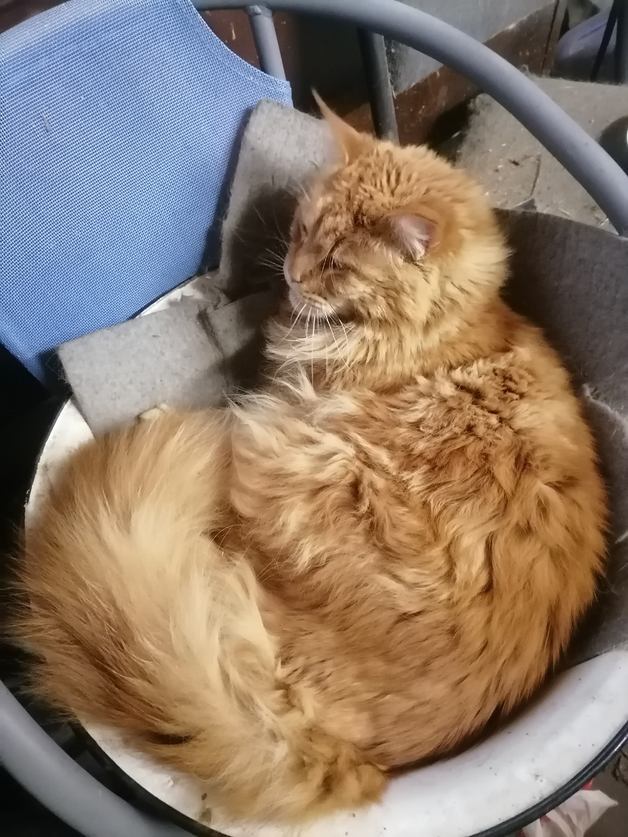 Саша в тазике - сладенькое и тепленькое гнездышко