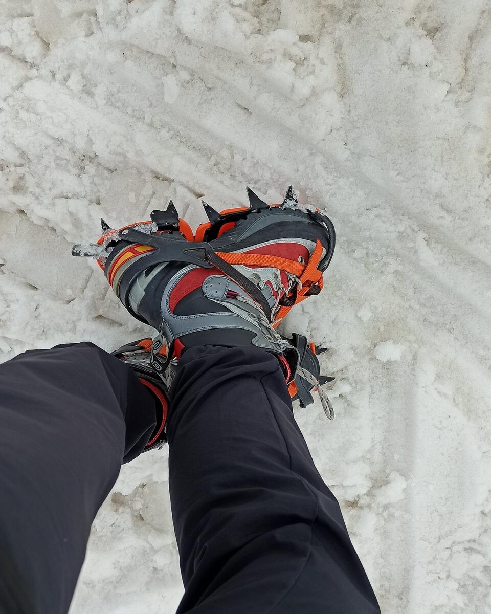 Кошки красивые (так бы и ходила всегда))