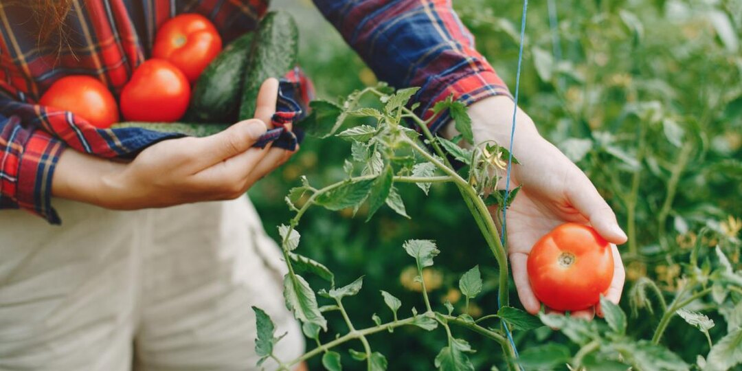 13 сортов томатов, которые гарантированно принесут урожай в любом климате