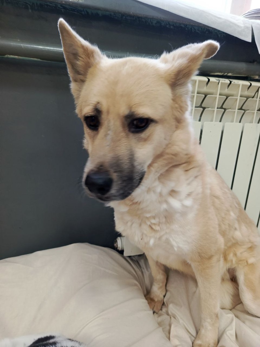 Жительница Теремка Ника удобно разместилась на матрасе около теплой батареи