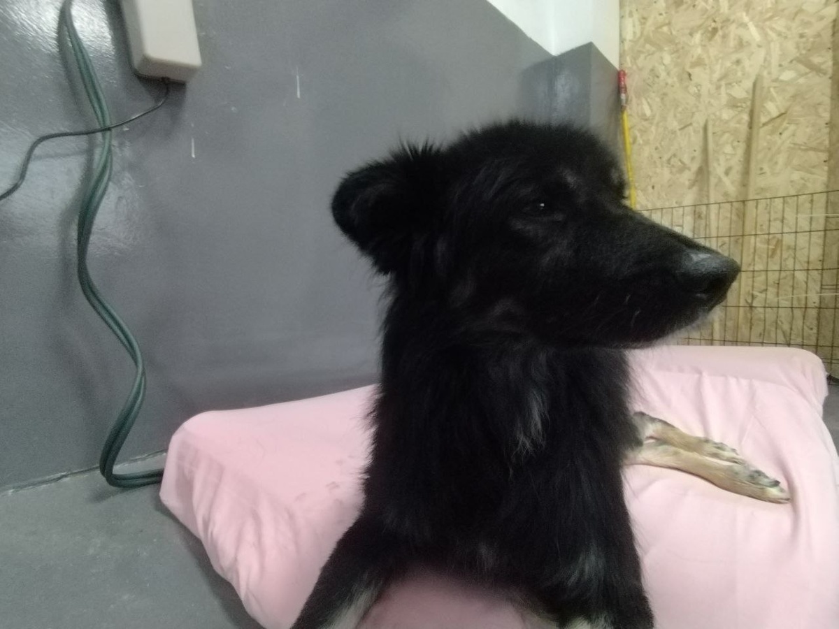 Нафаня  гордо смотрит на остальных жителей Теремка