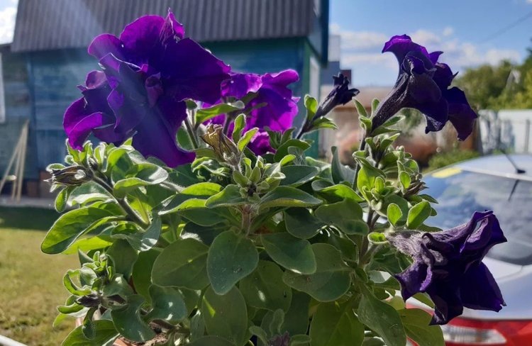    Чем удобрить рассаду петунии